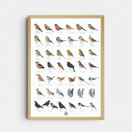 Nasi ptaci autorsky tisk market ilustrace